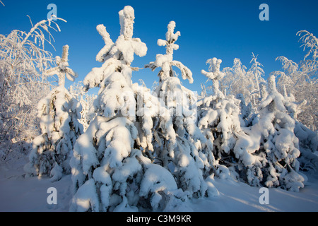 Pins couverts de neige ( Pinus sylvestris ) les gaules , Finlande Banque D'Images