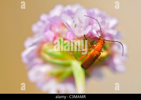 Soldat rouge macro (Rhagonycha fulva) se nourrissant de fleurs et d'en haut Banque D'Images