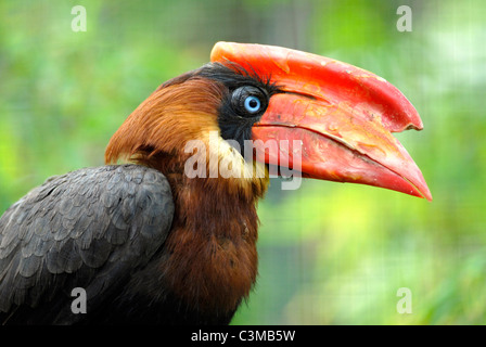 Closeup portrait de profil de calao calao (Buceros hydrocorax Roux) Banque D'Images