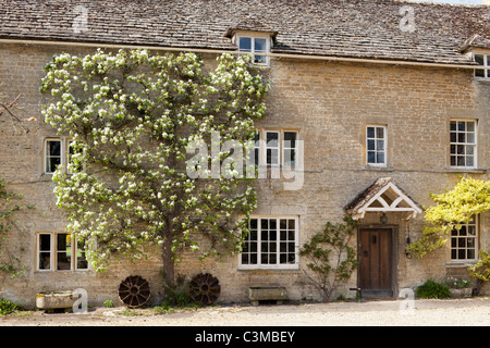 Un vieux poirier en fleurs poussant sur Winson moulin, dans le village de Cotswold Winson, Gloucestershire, Angleterre, Royaume-Uni Banque D'Images