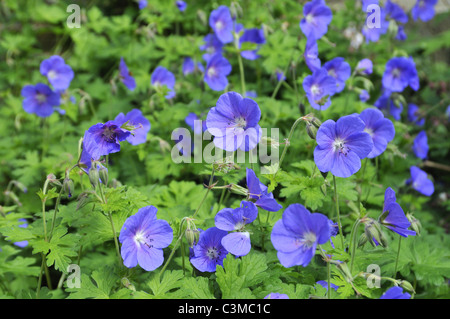 Geranium himalayense. Communément appelé géranium sanguin. Banque D'Images