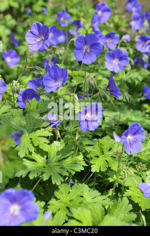 Geranium himalayense. Communément appelé géranium sanguin. Banque D'Images