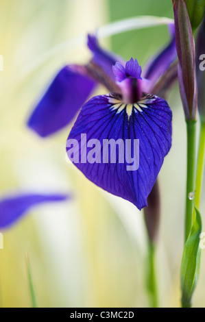 Iris sibirica Caesars 'frère'. Iris de Sibérie 'Caesars Brother' Banque D'Images