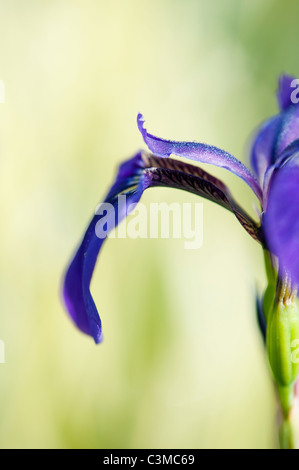 Iris sibirica Caesars 'frère'. Iris de Sibérie 'Caesars Brother' Banque D'Images