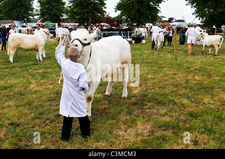 Utiliser l'image de la concurrence éditoriale vaches au South Suffolk Show tenue le 8 mai 2011 à Ampton Showground, Suffolk. Banque D'Images