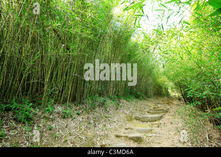 Forêt de bambou vert -- un chemin mène à travers une luxuriante forêt de bambou à Taiwan Banque D'Images