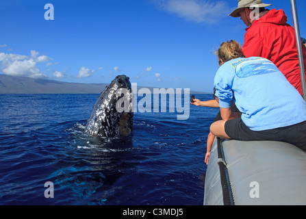 Baleine à bosse vient jusqu'à regarder les gens sur un bateau d'excursion, Maui, Hawaii. Banque D'Images