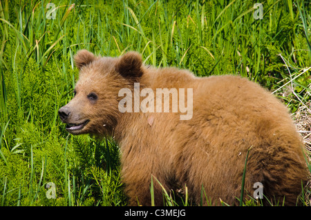 Le profil de yearling femal Ours brun d'Alaska dans le Capitaine Cook State Park. Banque D'Images