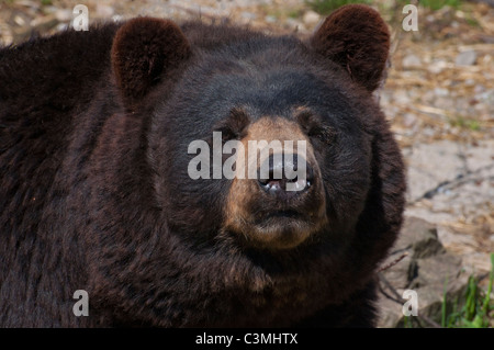 Close-up d'un ours noir. Banque D'Images