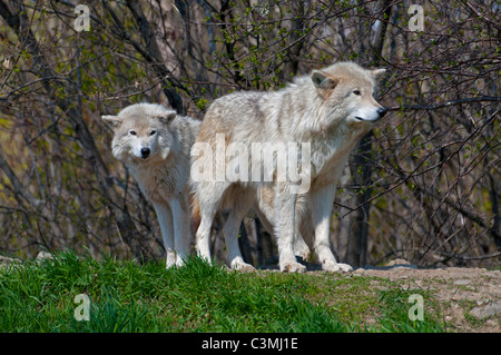 Une paire de loups de bois au printemps. Banque D'Images