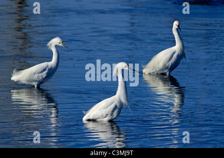 L'Aigrette neigeuse (Egretta thula) pêcher le long du littoral de l'étang au printemps, Aurora Colorado nous. Banque D'Images