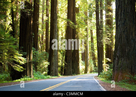 Avenue des Géants, en Californie Banque D'Images