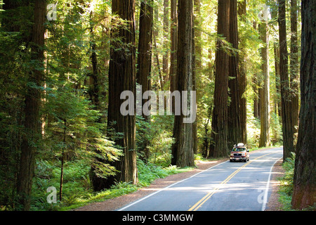 Avenue des Géants, en Californie Banque D'Images