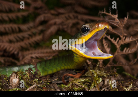 Sipo (serpent Chironius Linné exoletus), menaçant. Mindo Cloud Forest, de l'Équateur. Banque D'Images