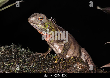 Guichenots Iguane Nain, Amazon (Lézard Bois Enyalioides laticeps). L'Équateur. Banque D'Images