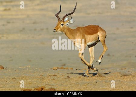 Impala (Aepyceros melampus), homme d'exécution. Okavango, le Botswana. Banque D'Images