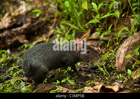 Agouti (Dasyprocta fuliginosa noir). Des profils sur le sol forestier. Banque D'Images