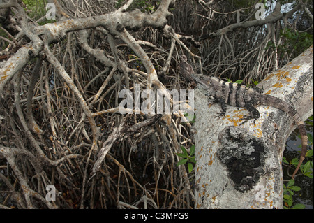 Iguane Ctenosaura similis (noir) dans les mangroves. Sian Ka'an de la biosphère, péninsule du Yucatan, au Mexique. Banque D'Images