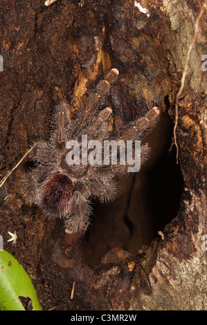 Tarantula (Theraphosidae) sur l'écorce d'un arbre. En bordure de la rivière Napo du Parc National Yasuní, forêt amazonienne, en Equateur. Banque D'Images