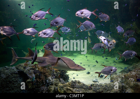 L'Australie. Sydney. L'Aquarium de Sydney. Banque D'Images