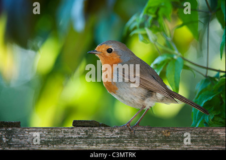 Robin sur un treillis de jardin au printemps. UK Banque D'Images