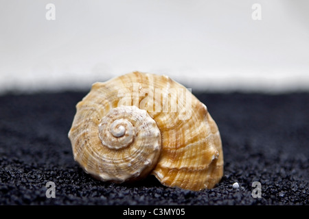 Un coquillage sur le sable noir - libre Banque D'Images