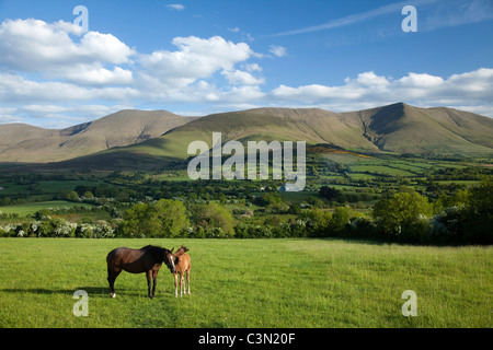 Cheval et poulain dans le Glen of Aherlow, sous les montagnes Galtee, comté de Tipperary, Irlande. Banque D'Images