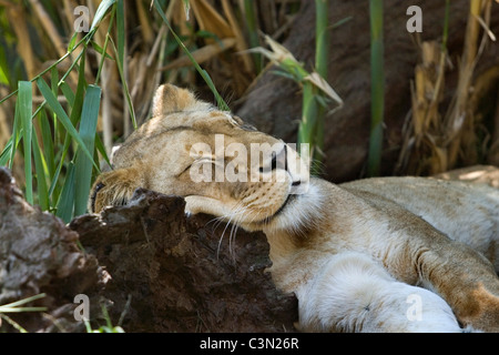 L'Afrique du Sud. Johannesburg. Lion. Panthera leo. La captivité. Banque D'Images