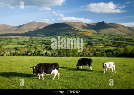 Les vaches qui paissent dans les Glen of Aherlow, sous les montagnes Galtee, comté de Tipperary, Irlande. Banque D'Images