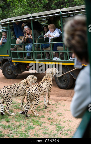 L'Afrique du Sud, de Britanniques, De Wildt Cheetah et centre de vie sauvage. Le guépard, Acionyx jubatus. La captivité. Tours avec les visiteurs. Banque D'Images