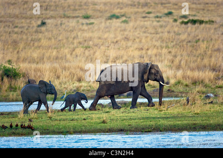 L'Afrique du Sud, près de Rustenburg, Parc National de Pilanesberg. Des Éléphants d'Afrique. (Loxodonta africana). Banque D'Images