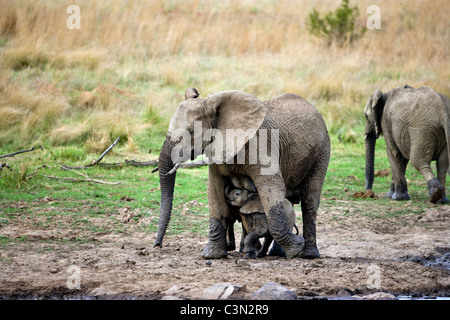 L'Afrique du Sud, près de Rustenburg, Parc National de Pilanesberg. Les éléphants d'Afrique, Loxodonta africana. Les mères et les jeunes. Banque D'Images