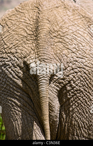 L'Afrique du Sud, près de Rustenburg, Parc National de Pilanesberg. L'éléphant d'Afrique. (Loxodonta africana). Banque D'Images