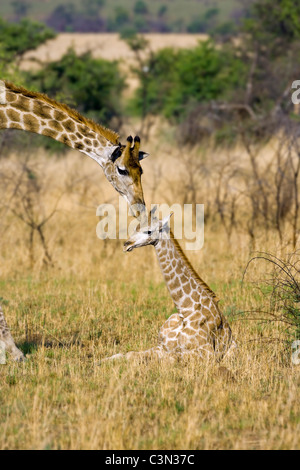 L'Afrique du Sud, près de Rustenburg, Parc National de Pilanesberg. Les girafes, Giraffa camelopardalis. La mère et les jeunes. Banque D'Images