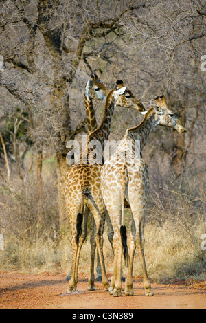 L'Afrique du Sud, près de Zeerust, Pilanesberg National Park. Les girafes, Giraffa camelopardalis. Banque D'Images