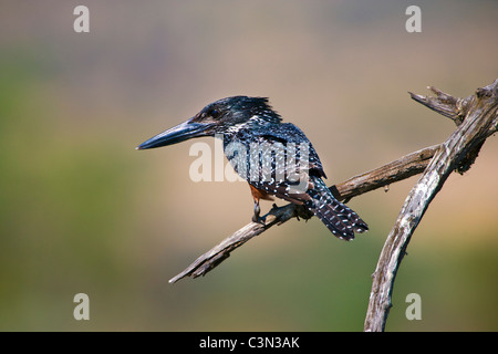 L'Afrique du Sud, près de Rustenburg, Parc National de Pilanesberg. Mankwe cacher. Martin-pêcheur géant Megaceryle maxima, perché, sur la branche. Banque D'Images