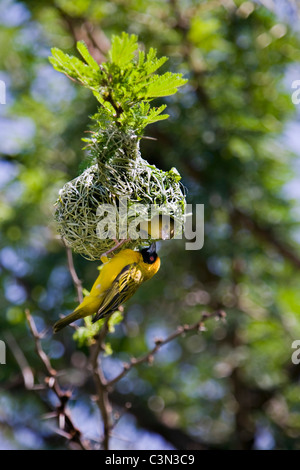 Parc National de Pilanesberg Mankwe Masked-Weaver Ploceus velatus sud, couple, hommes et femmes, la préparation de nest Banque D'Images