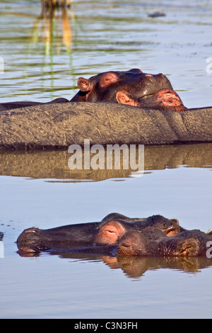 L'Afrique du Sud, près de Rustenburg, Parc National de Pilanesberg. Les hippopotames, Hippopotame. (Hippopotamus amphibius). Banque D'Images