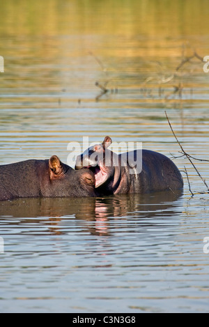 L'Afrique du Sud, près de Rustenburg, Parc National de Pilanesberg. Les hippopotames, Hippopotame. (Hippopotamus amphibius). Banque D'Images