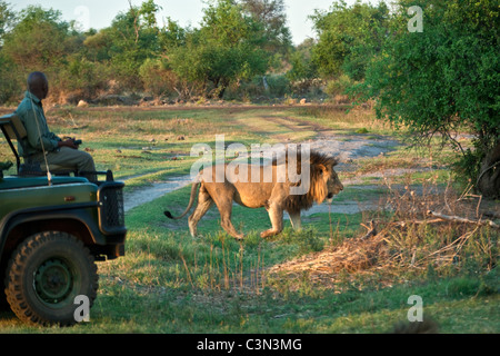 L'Afrique du Sud, près de Zeerust, Pilanesberg National Park . Guide en véhicule de Safari à la recherche à Lion, Panthera leo, qui passe. Banque D'Images