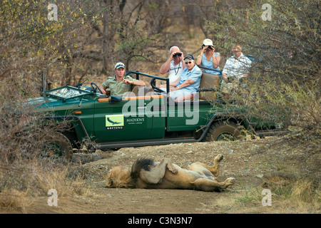 L'Afrique du Sud, près de Zeerust, Pilanesberg National Park . Les touristes en Safari à la recherche de véhicule à lion, Panthera leo. Banque D'Images