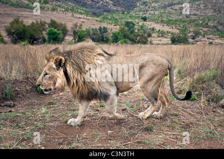 L'Afrique du Sud, près de Zeerust, Pilanesberg National Park . Lion. (Panthera leo). Des hommes. Banque D'Images