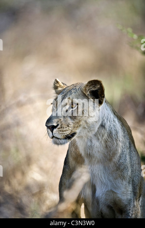 L'Afrique du Sud, près de Zeerust, Pilanesberg National Park . Femme lion, lionne. (Panthera leo). Banque D'Images
