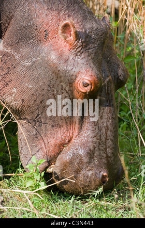 L'Afrique du Sud, près de Rustenburg, Parc National de Pilanesberg. L'hippopotame, Hippopotame. (Hippopotamus amphibius). Banque D'Images