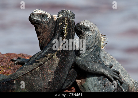 Iguanes marins (Amblyrhynchus cristatus) Punta Espinosa Fernandina Equateur Galapagos Île Amérique du Sud de l'Océan Pacifique Banque D'Images