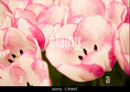 Tulipa 'Shirley', Triumph Tulipes Banque D'Images