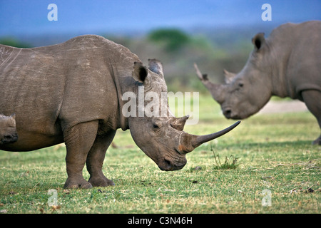 L'Afrique du Sud, près de Zeerust, Pilanesberg National Park. Deux rhinocéros blanc, Ceratotherium simum. Banque D'Images
