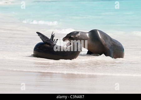 Les jeunes lions de mer Galapagos (Zalophus californianus wollebacki) combat sur la plage Banque D'Images