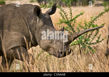 L'Afrique du Sud, près de Rustenburg, Parc National de Pilanesberg. Rhinocéros blanc, Ceratotherium simum. Banque D'Images