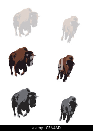 American bison galopant illustration Banque D'Images